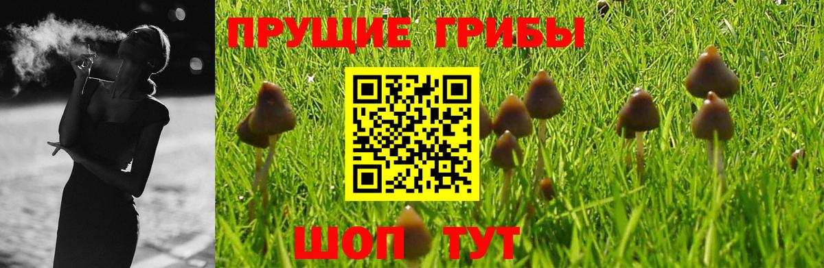 Галлюциногенные грибы Psilocybine cubensis Сухой Лог